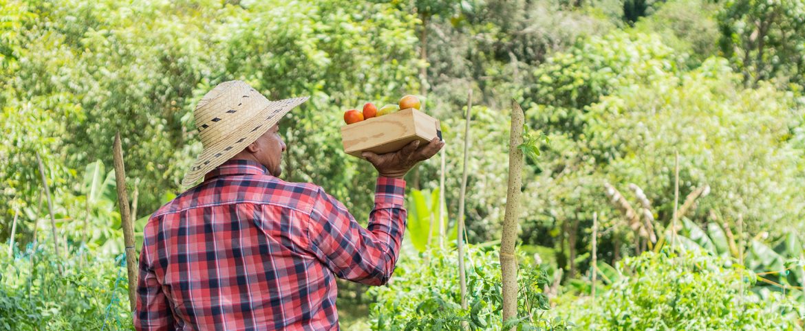 Agricultor de espaldas con sombrero de paja y camisa a cuadros rojos sostiene una caja de tomates en un campo verde con vegetación abundante.