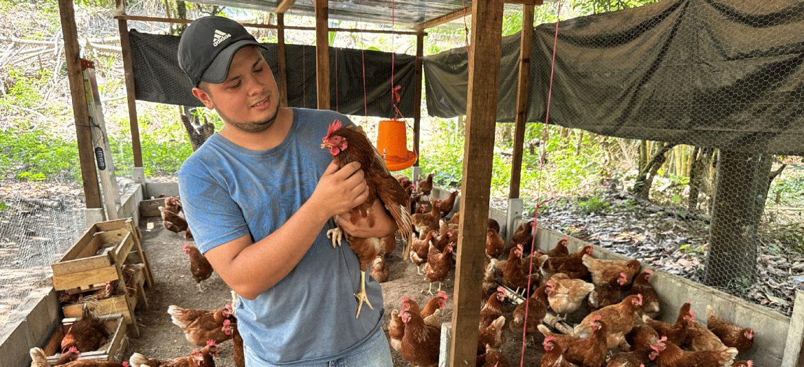 La imagen muestra a un joven en un gallinero sosteniendo una gallina con cuidado. Él lleva una camiseta azul y una gorra, y parece estar observando la salud o el bienestar del ave. Alrededor de él, hay muchas otras gallinas en el suelo y algunos nidos de madera en los laterales. El gallinero está cubierto con una estructura simple de madera y mallas, permitiendo que entre la luz natural y se vea el entorno exterior verde. La escena refleja un ambiente de trabajo en una granja avícola, destacando la dedicación a la cría de aves en un entorno rural.