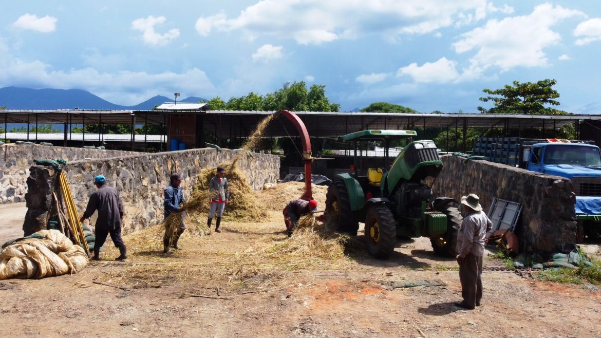 Trabajadores y maquinaria agrícola en la granja de Lácteos Soavi, ubicada en Ahuachapán, dedicada a la producción y manejo de insumos para la industria láctea local.
